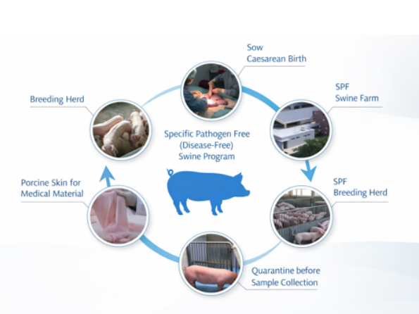 SPF porcine skin collection process for Deusaderm LIDO collagen injection in Johor Bahru (JB)